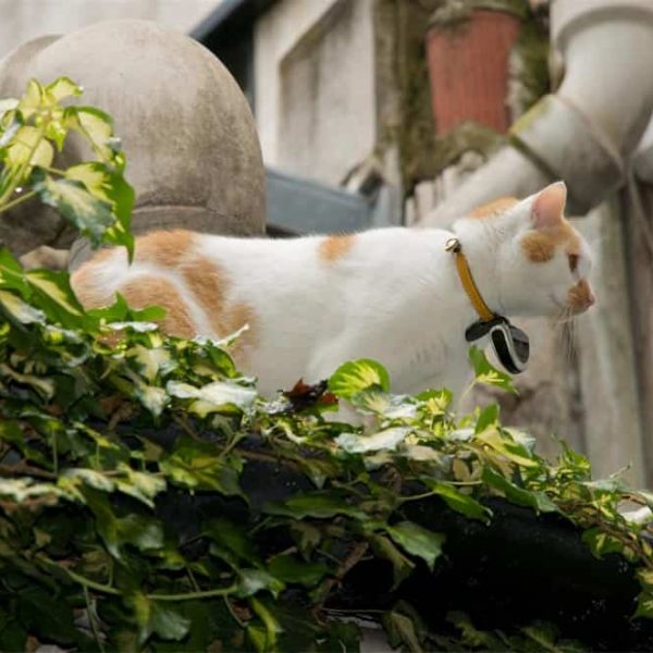 Le collier pour chat Eyenimal vous fait voir la vie des animaux
