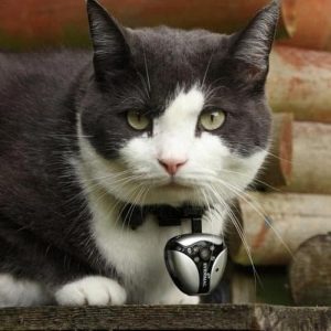 collier pour chat petcam eyenimal