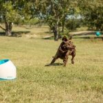 iFetch Too est un lanceur de balle pour chien automatique
