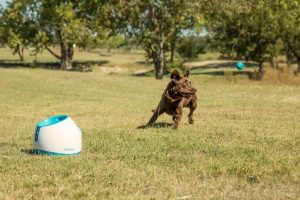 iFetch Too est un lanceur de balle pour chien automatique