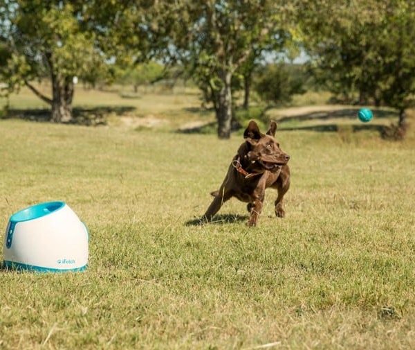 iFetch Too est un lanceur de balle pour chien automatique