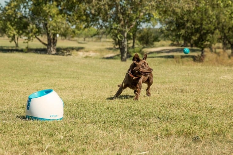 iFetch Too est un lanceur de balle pour chien automatique