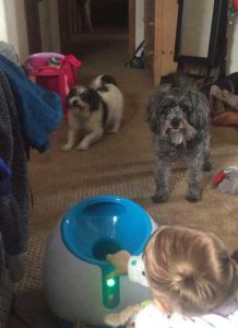 Le iFetch à l'intérieur et deux chiens