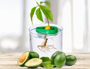 avoseedo fait germer les noyaux d'avocat