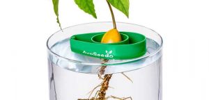 Avoseedo fait pousser nos noyaux d’avocat en intérieur