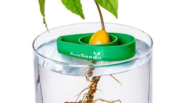 Avoseedo fait pousser nos noyaux d’avocat en intérieur