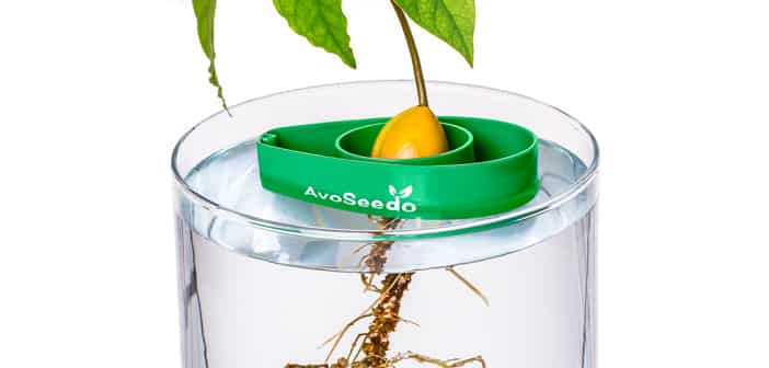 Avoseedo fait pousser nos noyaux d’avocat en intérieur