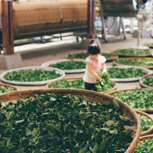 feuilles de thé après cueillette