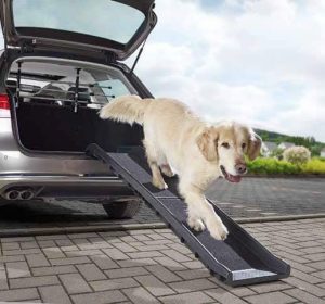 chien qui descend la rampe pour chien Trixie