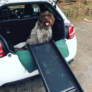 chien dans le coffre d'une voiture et rampe d'accès