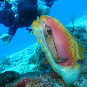 photo sous-marine de coquillage