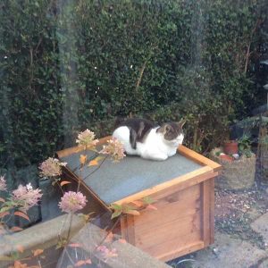 maison pour chat d'extérieur chauffante the hutch company