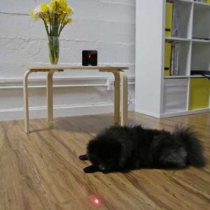 caméra petcube chien chat domestique