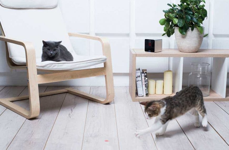 La caméra Petcube permet de jouer avec son chien ou chat à distance