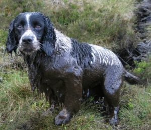 chien sale et boueux