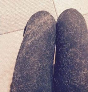 pantalon plein de poils de chat