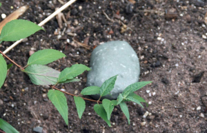 La fausse pierre cachette : le cache-clé parfait pour le double de vos clés dans votre jardin